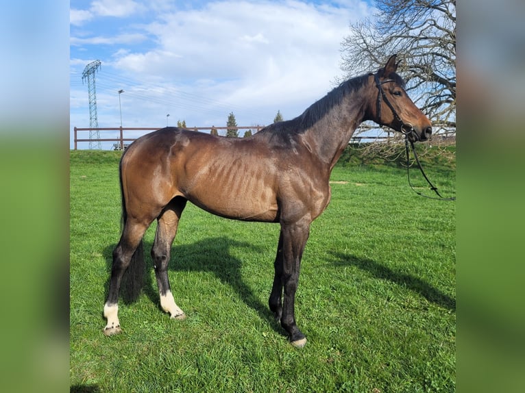 Cheval de sport allemand Hongre 6 Ans 174 cm Bai brun in Chemnitz