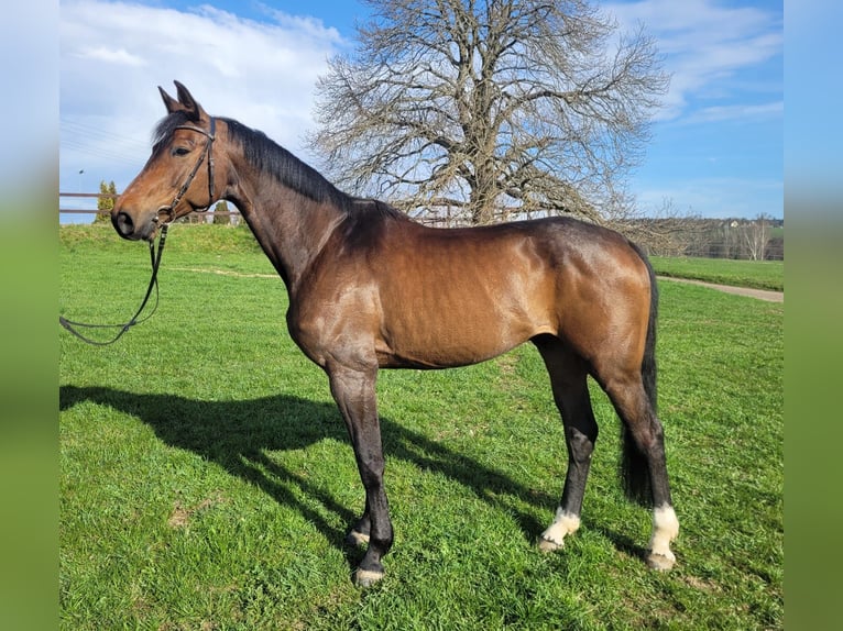 Cheval de sport allemand Hongre 6 Ans 174 cm Bai brun in Chemnitz