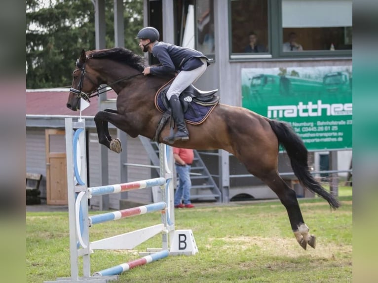 Cheval de sport allemand Hongre 6 Ans 174 cm Bai brun in Chemnitz