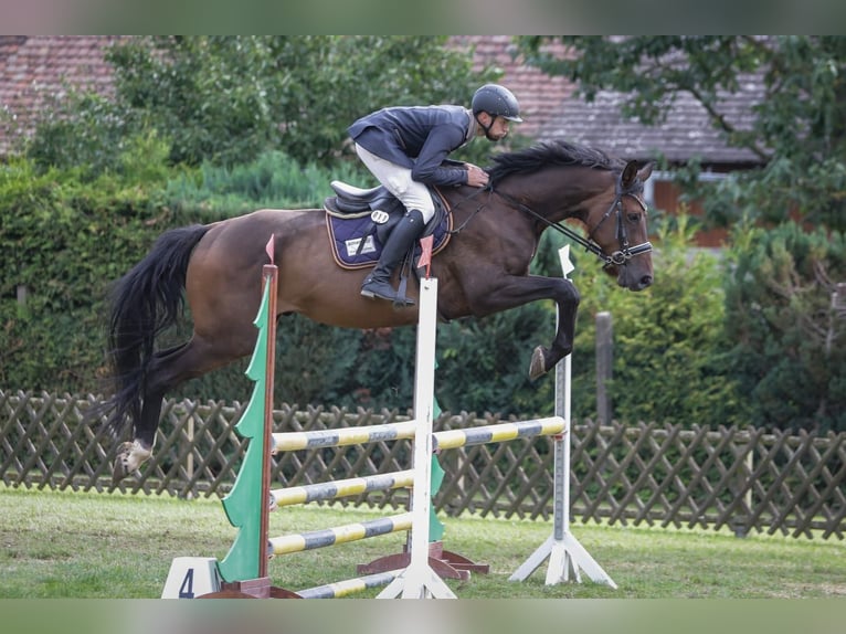 Cheval de sport allemand Hongre 6 Ans 174 cm Bai brun in Chemnitz