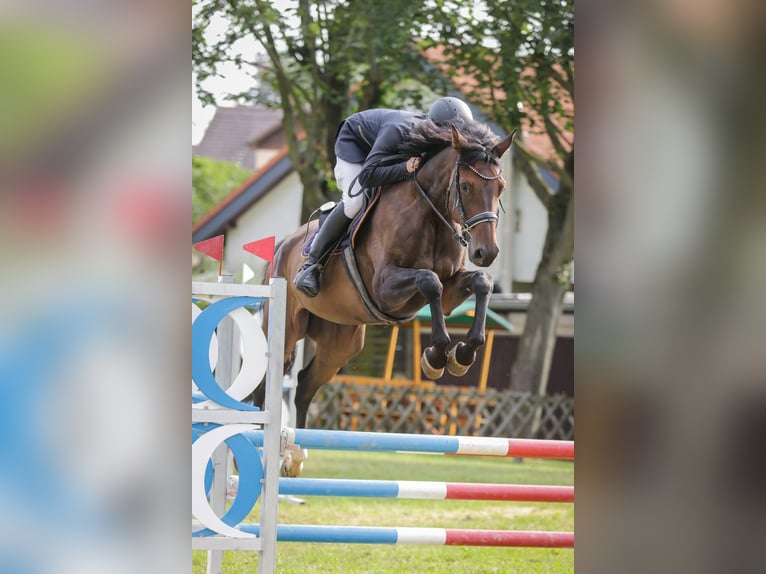 Cheval de sport allemand Hongre 6 Ans 174 cm Bai brun in Chemnitz