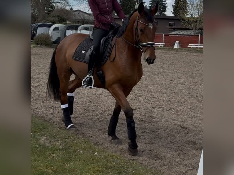 Cheval de sport allemand Hongre 6 Ans 174 cm Bai in Groß Vollstedt
