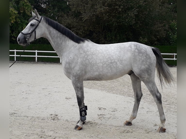 Cheval de sport allemand Hongre 6 Ans 174 cm Gris in Kronach