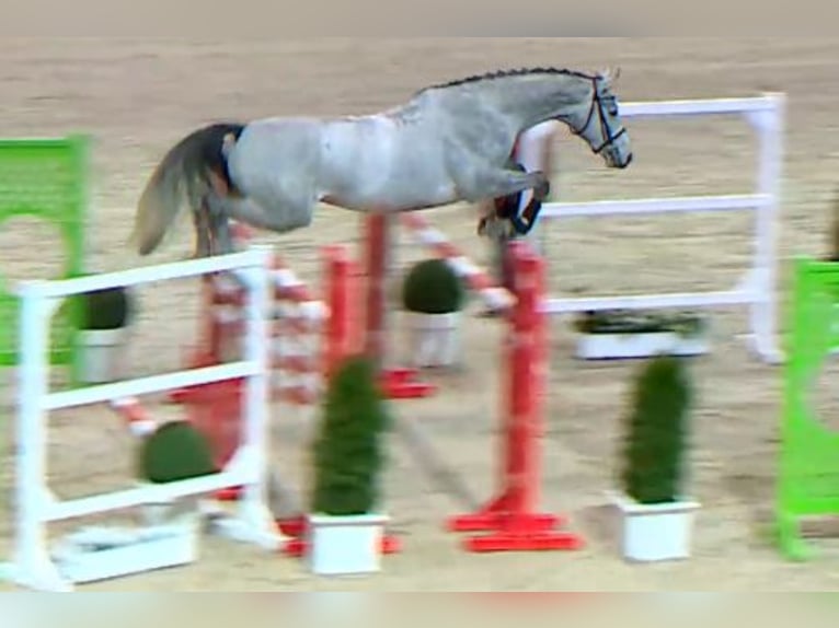 Cheval de sport allemand Hongre 6 Ans 174 cm Gris in Kronach