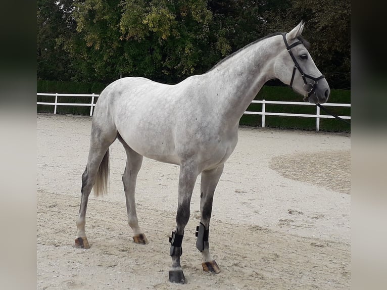 Cheval de sport allemand Hongre 6 Ans 174 cm Gris in Kronach