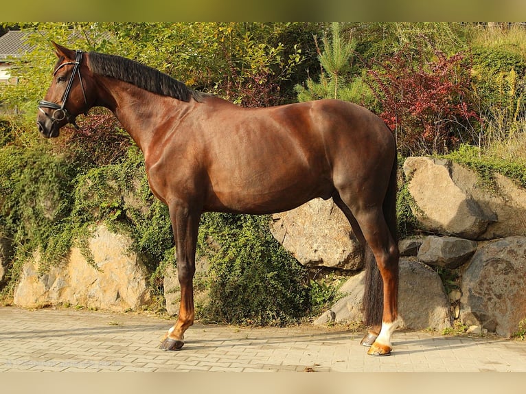 Cheval de sport allemand Hongre 6 Ans 175 cm Alezan brûlé in Usingen