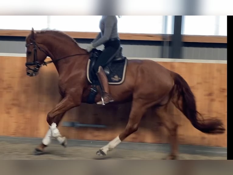 Cheval de sport allemand Hongre 6 Ans 175 cm Alezan in Velpke