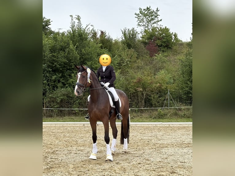 Cheval de sport allemand Hongre 6 Ans 175 cm Bai brun in HolzgünzHolzgünz