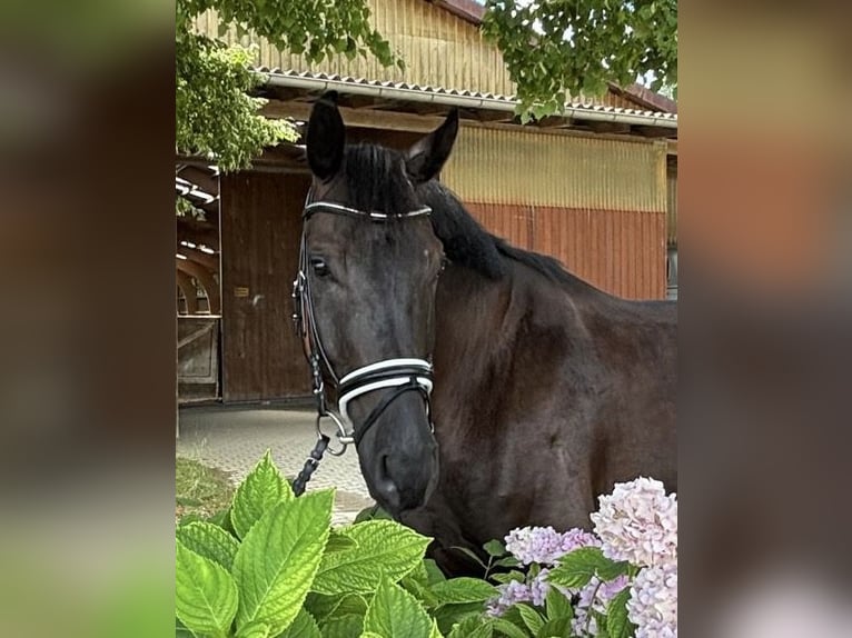Cheval de sport allemand Hongre 6 Ans 175 cm Bai brun foncé in Wiesbaden