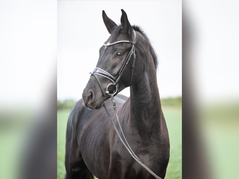 Cheval de sport allemand Hongre 6 Ans 175 cm Noir in Grimma