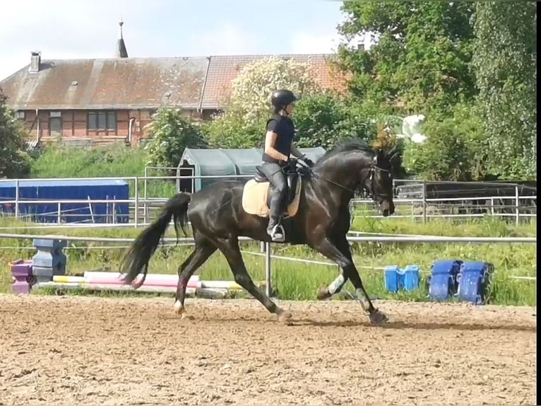 Cheval de sport allemand Hongre 6 Ans 175 cm Noir in Grimma