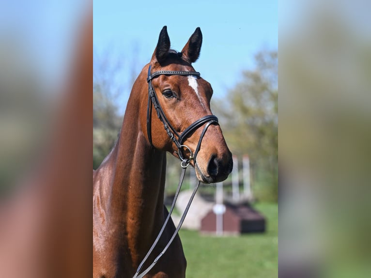 Cheval de sport allemand Hongre 6 Ans 176 cm Bai in Gomadingen