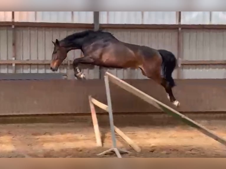 Cheval de sport allemand Hongre 6 Ans 176 cm Bai in W&#xFC;rzburg