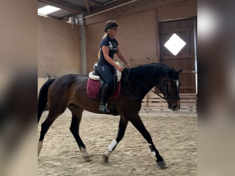 Cheval de sport allemand Hongre 6 Ans 176 cm Bai in W&#xFC;rzburg