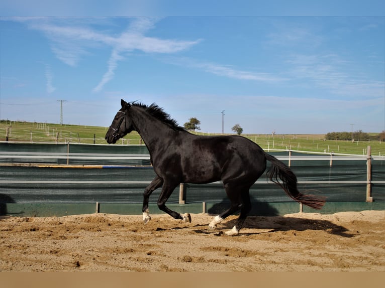 Cheval de sport allemand Hongre 6 Ans 176 cm Noir in M&#xFC;glitztal