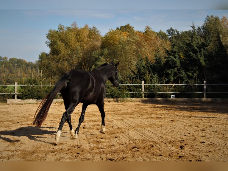 Cheval de sport allemand Hongre 6 Ans 176 cm Noir in M&#xFC;glitztal