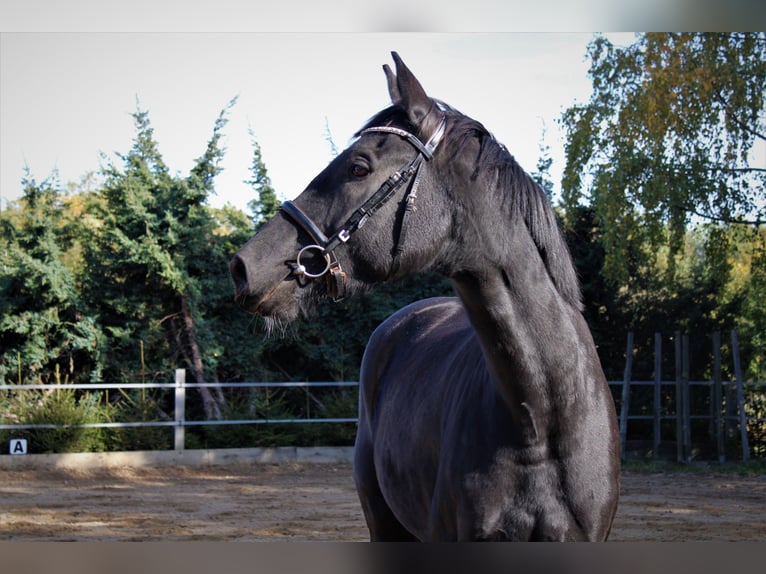 Cheval de sport allemand Hongre 6 Ans 176 cm Noir in M&#xFC;glitztal