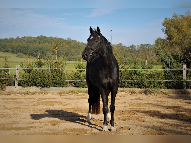 Cheval de sport allemand Hongre 6 Ans 176 cm Noir in M&#xFC;glitztal
