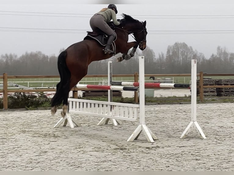 Cheval de sport allemand Hongre 6 Ans 177 cm Bai in Braunschweig