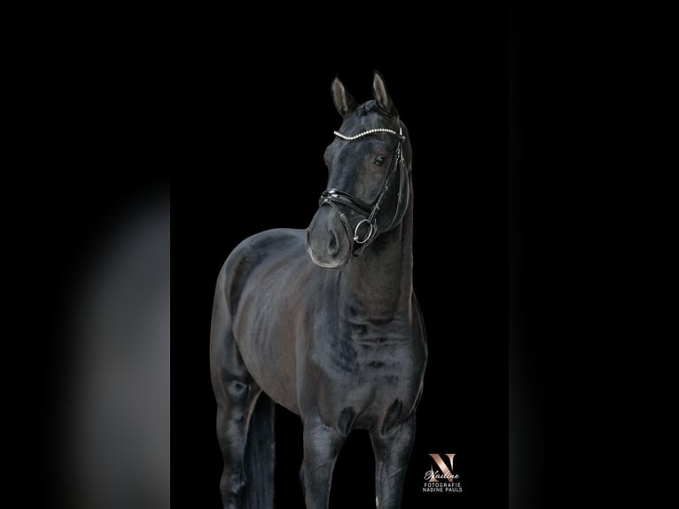 Cheval de sport allemand Hongre 6 Ans 177 cm Noir in Heiningen
