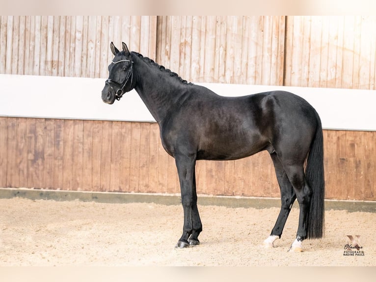Cheval de sport allemand Hongre 6 Ans 177 cm Noir in Heiningen
