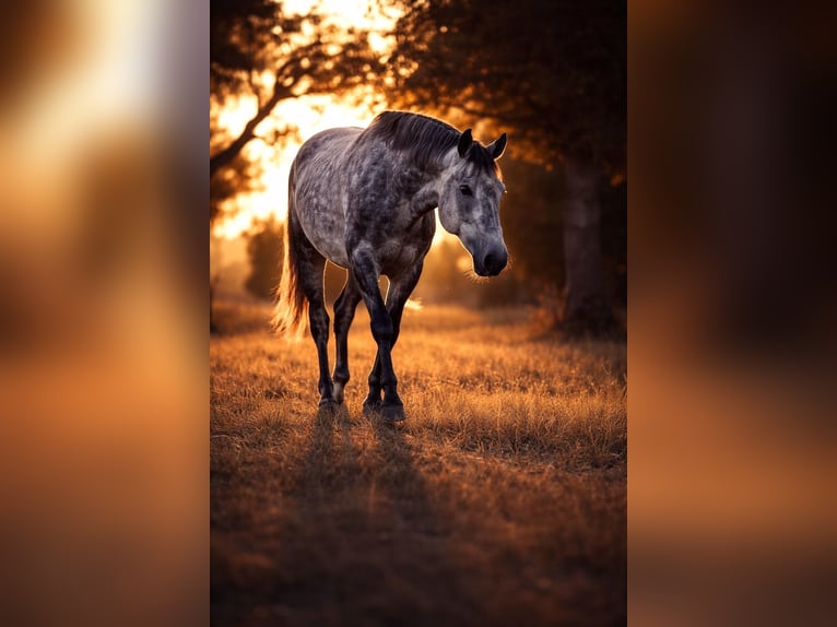 Cheval de sport allemand Croisé Hongre 7 Ans 148 cm Gris pommelé in Haltern am See