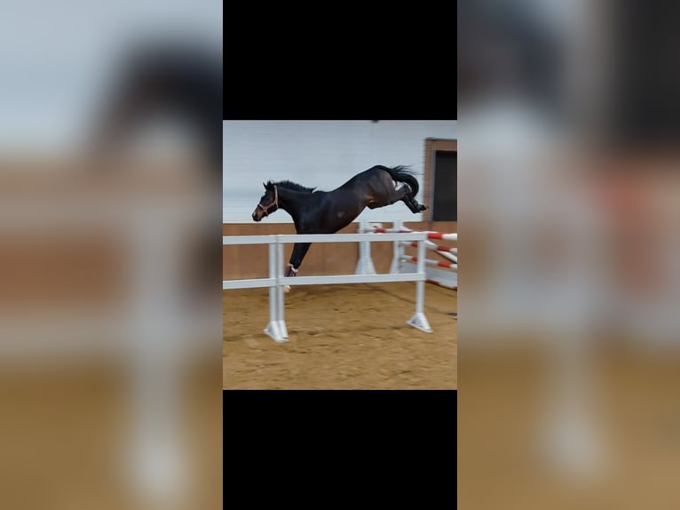 Cheval de sport allemand Hongre 7 Ans 160 cm Bai brun in Neustadt am Rübenberge