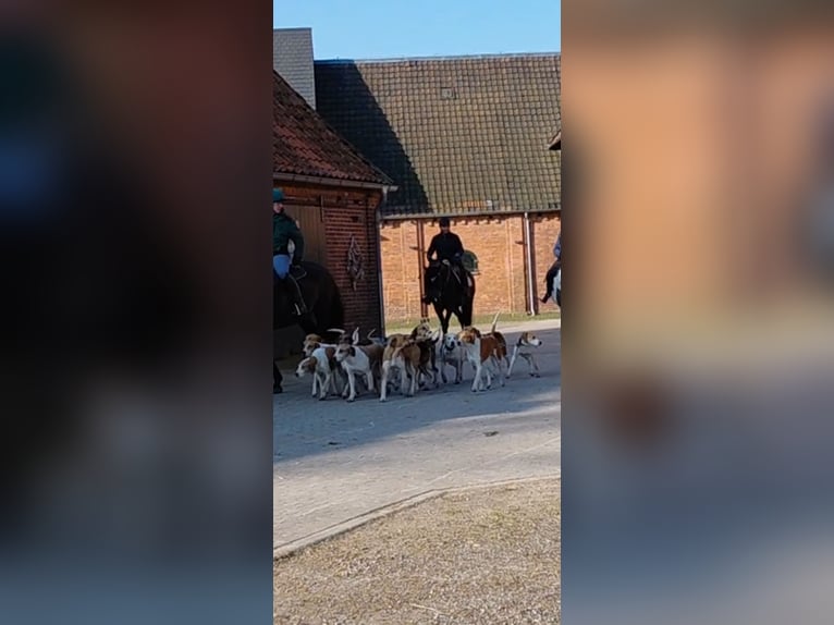 Cheval de sport allemand Hongre 7 Ans 160 cm Bai brun in Neustadt am Rübenberge