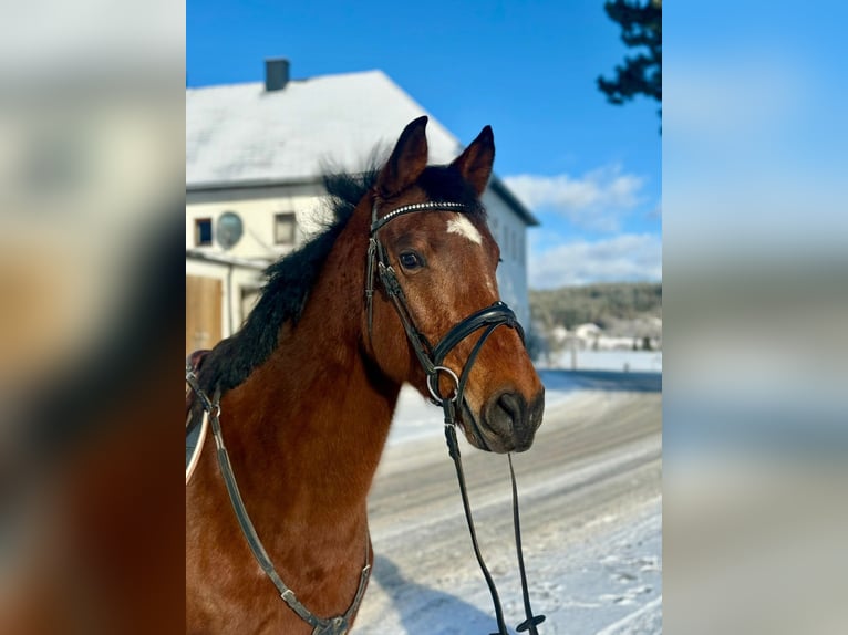 Cheval de sport allemand Hongre 7 Ans 160 cm Bai in Pelmberg