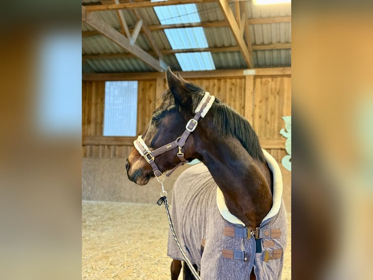 Cheval de sport allemand Hongre 7 Ans 163 cm Bai in Gartz