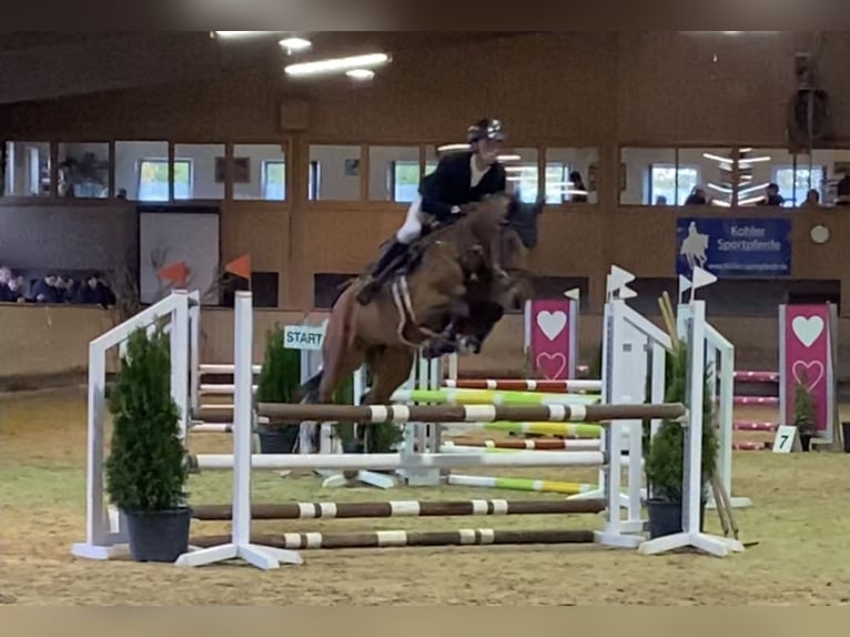 Cheval de sport allemand Hongre 7 Ans 163 cm Bai in Sauldorf