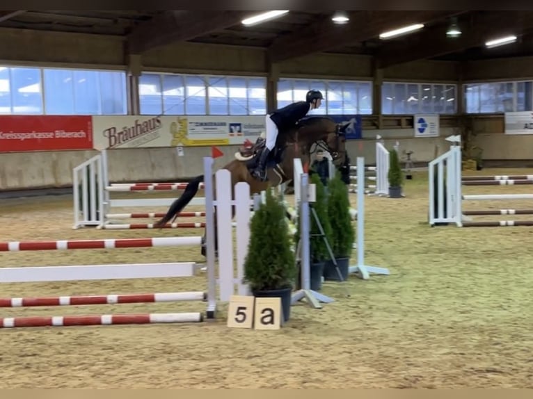 Cheval de sport allemand Hongre 7 Ans 163 cm Bai in Sauldorf