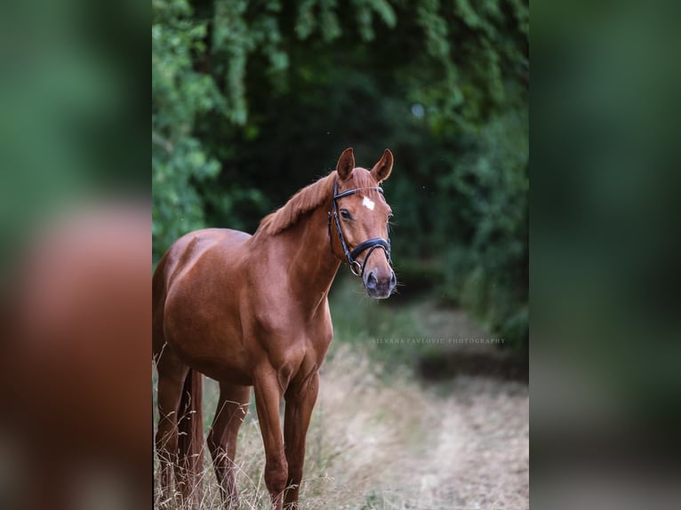 Cheval de sport allemand Hongre 7 Ans 164 cm Alezan in Bruchsal