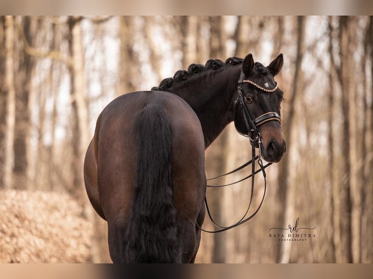 Cheval de sport allemand Hongre 7 Ans 165 cm Bai brun foncé in Wehringen