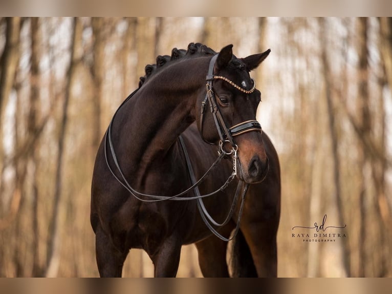 Cheval de sport allemand Hongre 7 Ans 165 cm Bai brun foncé in Wehringen