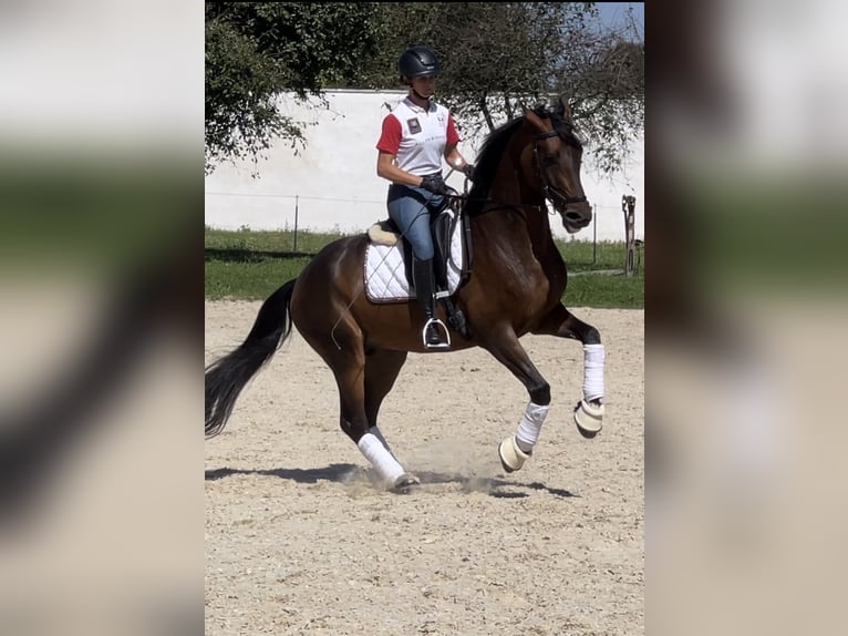 Cheval de sport allemand Hongre 7 Ans 165 cm Bai in Duka