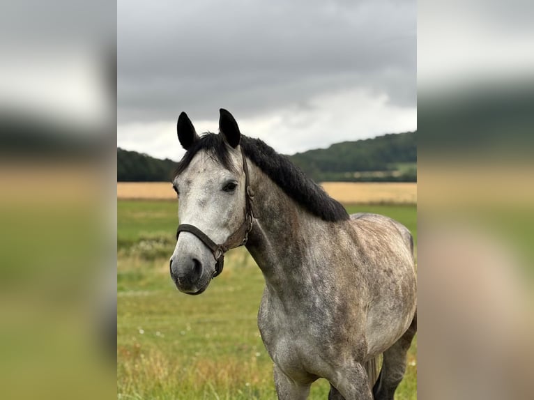 Cheval de sport allemand Hongre 7 Ans 165 cm Gris in Vierkirchen
