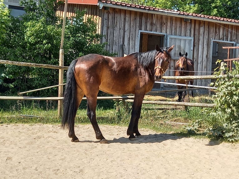 Cheval de sport allemand Hongre 7 Ans 166 cm Bai in Kulmbach