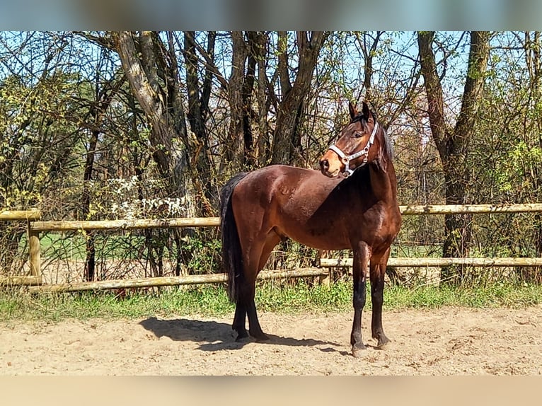 Cheval de sport allemand Hongre 7 Ans 166 cm Bai in Kulmbach