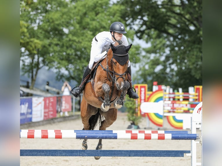 Cheval de sport allemand Hongre 7 Ans 166 cm Bai in Donzdorf