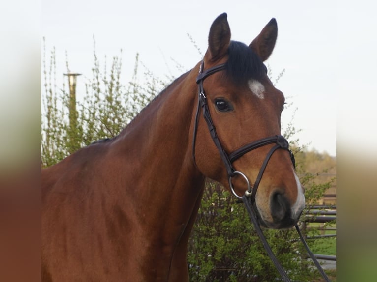 Cheval de sport allemand Hongre 7 Ans 166 cm Bai in Donzdorf