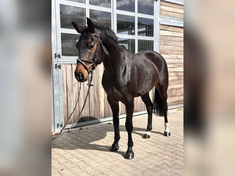 Cheval de sport allemand Hongre 7 Ans 166 cm Bai in Leipzig