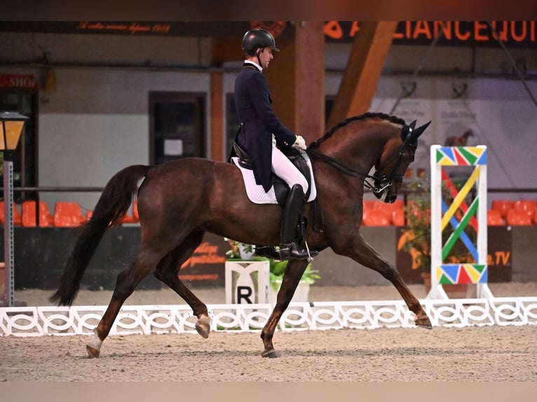 Cheval de sport allemand Hongre 7 Ans 167 cm Alezan brûlé in Gomadingen