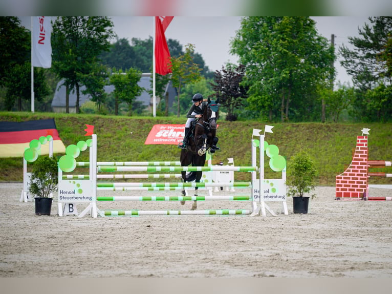 Cheval de sport allemand Hongre 7 Ans 167 cm Bai brun foncé in Lienen