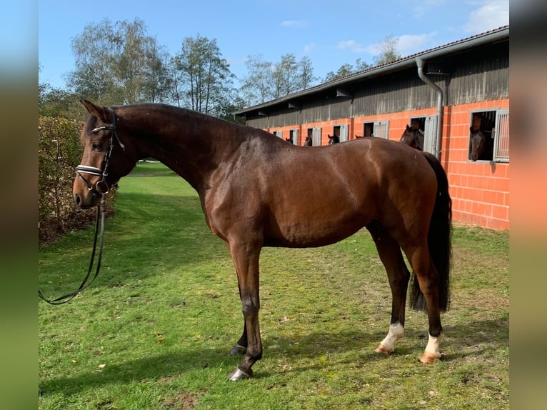 Cheval de sport allemand Hongre 7 Ans 167 cm Bai in Hepstedt