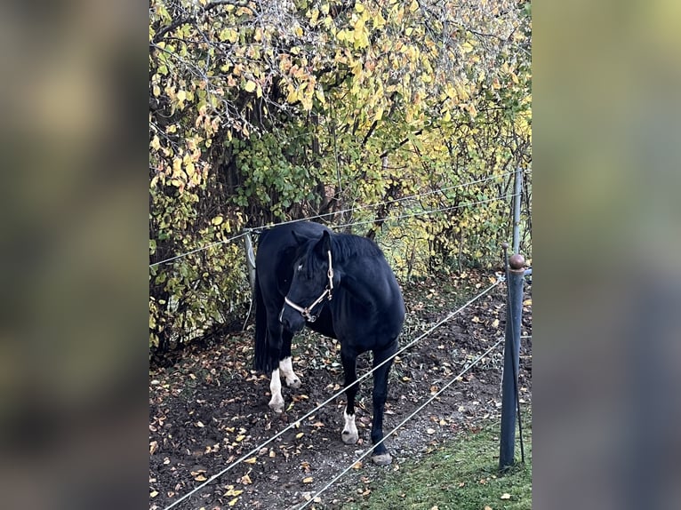 Cheval de sport allemand Hongre 7 Ans 167 cm Noir in Oberg&#xFC;nzburg