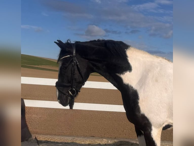 Cheval de sport allemand Hongre 7 Ans 167 cm Pinto in Allershausen