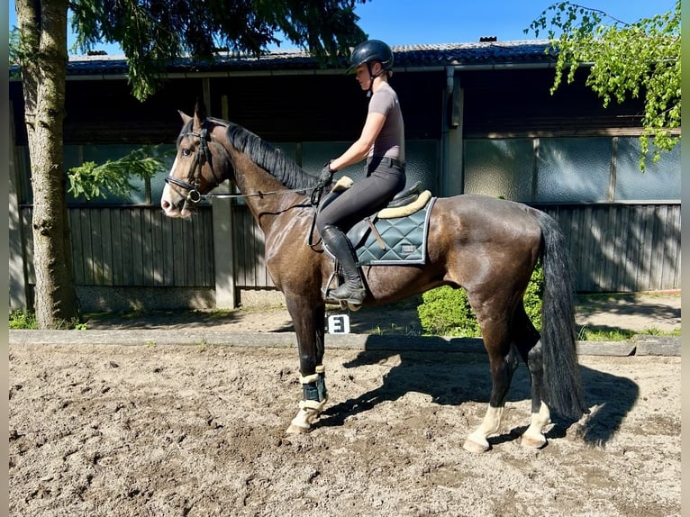 Cheval de sport allemand Hongre 7 Ans 168 cm Bai in Pelmberg