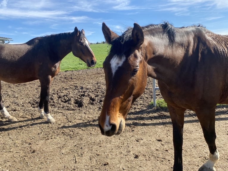 Cheval de sport allemand Hongre 7 Ans 168 cm Bai in Vierkirchen
