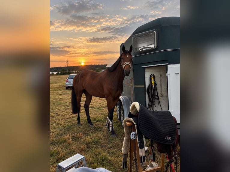 Cheval de sport allemand Hongre 7 Ans 168 cm Bai in Möser